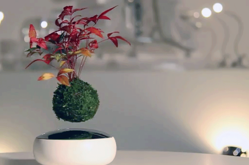 floating-air-bonsai